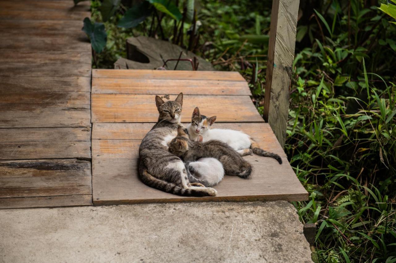 Puerto Viejo de Talamanca Roots Familyホステル エクステリア 写真